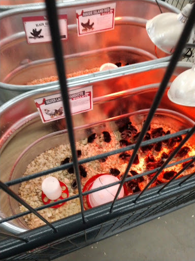 Home Improvement Store «Tractor Supply Co.», reviews and photos, 2101 Bay St STE A, Taunton, MA 02780, USA