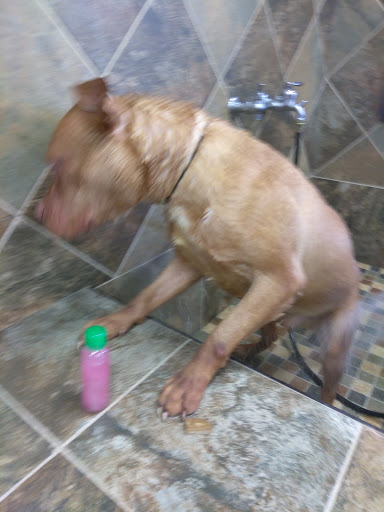 Pet Supply Store «Pet Valu», reviews and photos, 16675 Chagrin Blvd, Shaker Heights, OH 44120, USA