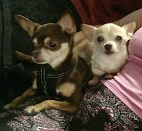 Janice's Critter Care - Photo 8 - Car repair in Federal Way, WA, Tacoma