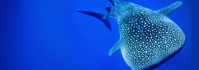 Ningaloo Reef Holidays