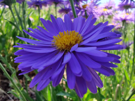 Park «Centennial Center Park», reviews and photos, 13050 E Peakview Ave, Centennial, CO 80111, USA