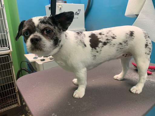 Pet Store «Whiskers Pet Shop and Grooming», reviews and photos, 68 W Blackwell St, Dover, NJ 07801, USA