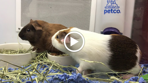 Pet Supply Store «Petco Animal Supplies», reviews and photos, 3150 Erie Blvd E #500, Syracuse, NY 13214, USA