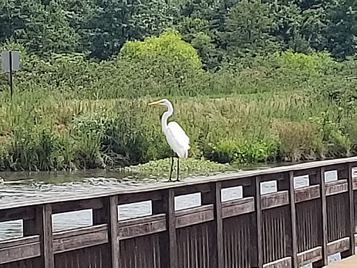 Park «Arrowbrook Park», reviews and photos, Field Point Rd, Herndon, VA 20171, USA