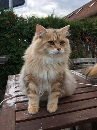 Éleveur de chats Les sibériens du bois d encoste Larra