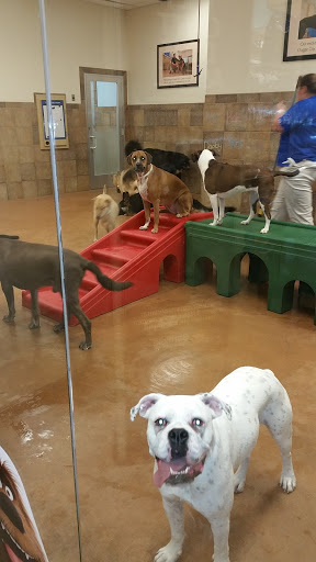 Pet Supply Store «PetSmart», reviews and photos, 131 Highlands Blvd Dr, Manchester, MO 63011, USA