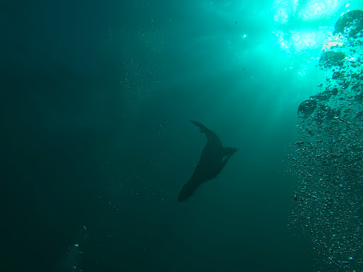 Diving sites in San Diego