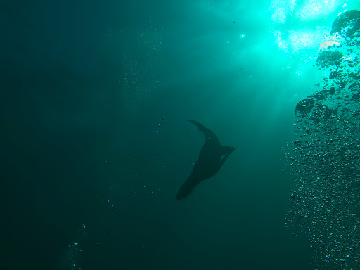 Diving sites in Tijuana