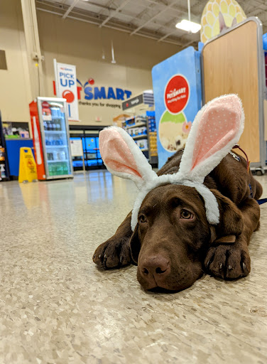 Pet Supply Store «PetSmart», reviews and photos, 17585 Southcenter Pkwy, Tukwila, WA 98188, USA