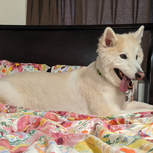 Pet Supply Store «PetSmart», reviews and photos, 865 Colusa Ave, Yuba City, CA 95991, USA