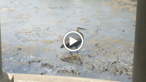 Park «Larz Anderson Park», reviews and photos, 325 Goddard Ave, Brookline, MA 02445, USA