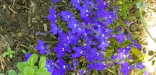 Florist «The Natural Nook Flower Shop», reviews and photos, 738 Pacific Way, Gearhart, OR 97138, USA