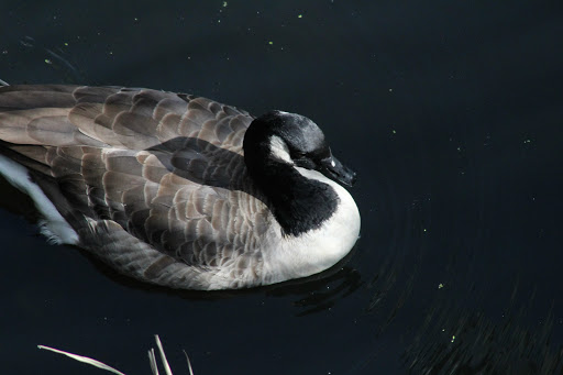 Park «Back Bay Fens», reviews and photos, 100 Park Dr, Boston, MA 02215, USA