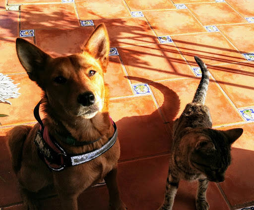 Clínica Veterinaria Camí Reial en Torrent