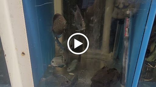 Discount Store «Big Sav Discount Store», reviews and photos, 9872 Westminster Ave, Garden Grove, CA 92844, USA