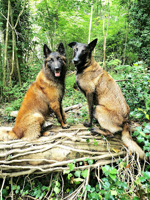 Elo'Dogs à Préhy