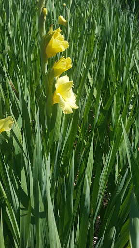 Tourist Attraction «Burnside Farms - Flower Fields», reviews and photos, 15441 Haymarket Dr, Haymarket, VA 20169, USA