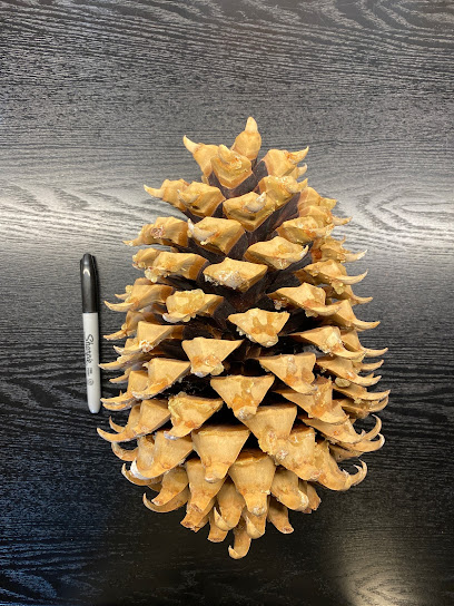 Columbia Pine Cones