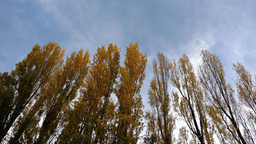 Community Center «Ravenna Eckstein Community Center», reviews and photos, 6535 Ravenna Ave NE, Seattle, WA 98115, USA