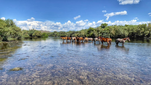 Tourist Attraction «Salt River Tubing», reviews and photos, 9200 N Bush Hwy, Mesa, AZ 85215, USA