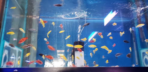Aza Aquarium