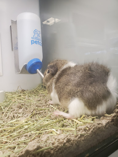 Pet Supply Store «Petco Animal Supplies», reviews and photos, 1100 Middle Country Rd, Selden, NY 11784, USA