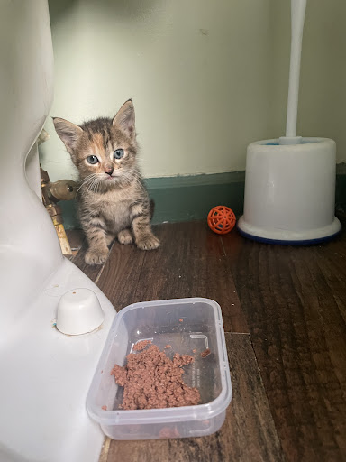 Honda Dealer «Flow Honda in Winston Salem», reviews and photos, 2600 Peters Creek Pkwy, Winston-Salem, NC 27127, USA