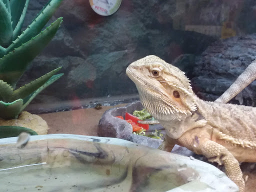 Pet Supply Store «Petco Animal Supplies», reviews and photos, 168 Ames Dr, Barre, VT 05641, USA