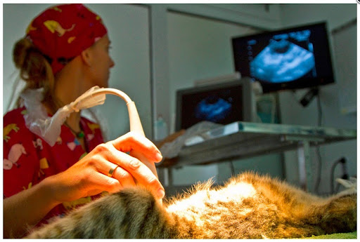 South Centro Veterinario en Costa Calma, Pájara (Fuerteventura)
