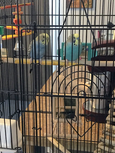 Pet Store «Oasis Tropicals», reviews and photos, 507 Commerce St, Pleasanton, TX 78064, USA