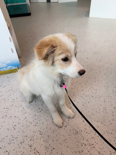 Footprints Clínica Veterinaria en Salamanca