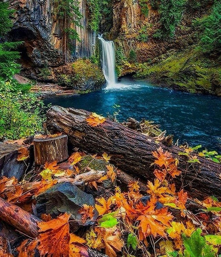 National Forest «Umpqua National Forest», reviews and photos, 1121 Houser Ct, Idleyld Park, OR 97447, USA