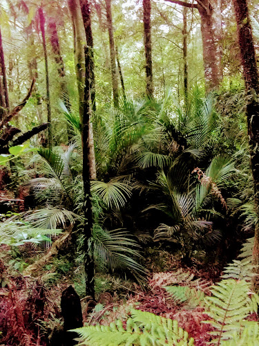 Pirongia Forest Park