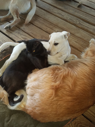 Pet Supply Store «PetSmart», reviews and photos, 1040 Cross Creek Dr, Saltillo, MS 38866, USA