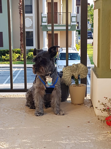 Pet Groomer «Puppies & Grooming», reviews and photos, 28858 S Dixie Hwy, Homestead, FL 33033, USA