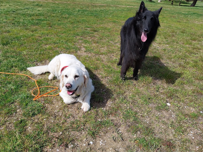 GOOD DOG Educateur Comportementaliste Canin à La Rochelle - La Rochelle