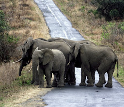 Durban Safaris and Tours photo