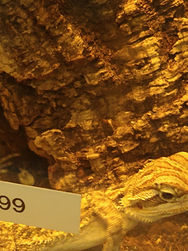 Pet Store «Fins Feathers Paws Claws», reviews and photos, 201 Station Rd, Quakertown, PA 18951, USA