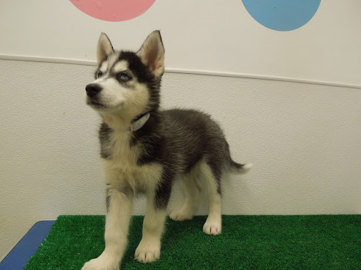 Pet Store «Pet Luv Pet Center», reviews and photos, 8057 S Cicero Ave, Chicago, IL 60652, USA