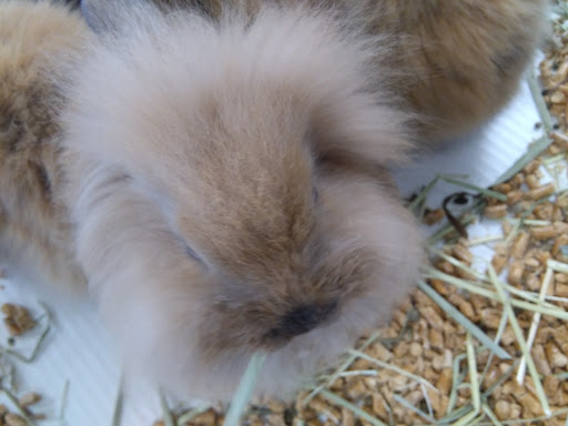 Pet Store «Fish Bowl», reviews and photos, 2117 E Race Ave, Searcy, AR 72143, USA