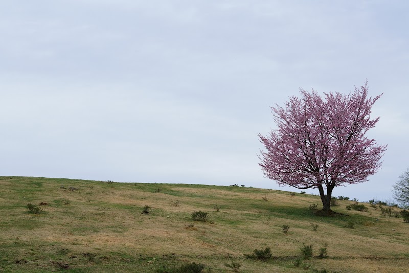 牧場の一本桜