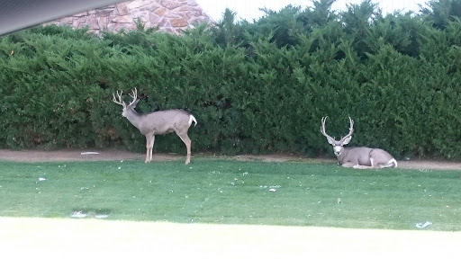 Moving Company «Atlantic Relocation Systems», reviews and photos, 5050 Centennial Blvd, Colorado Springs, CO 80919, USA