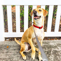 Pattering Paws Pet Sitting & Dog Walking - Photo 5 - Car repair in Wellington, FL, West Palm Beach