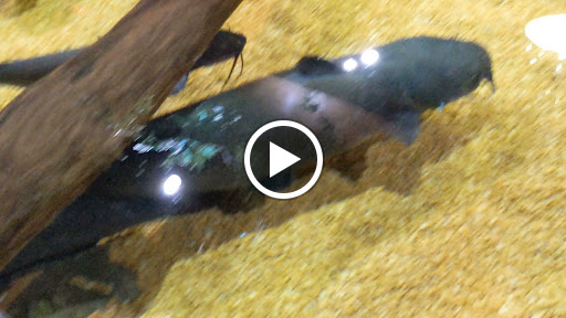 Aquarium «Greater Cleveland Aquarium», reviews and photos, 2000 Sycamore St, Cleveland, OH 44113, USA