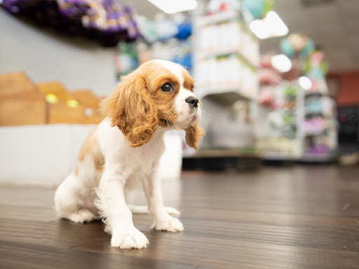 Pet Store «Petland of Plantation», reviews and photos, 801 S University Dr, Plantation, FL 33324, USA