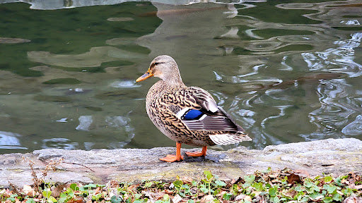 Museum «Washington County Museum of Fine Arts», reviews and photos, 401 Museum Dr, Hagerstown, MD 21741, USA