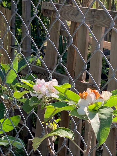 Central Lutheran Church / Iglesia Luterana Central