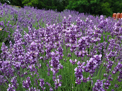 Stone Mills Lavender