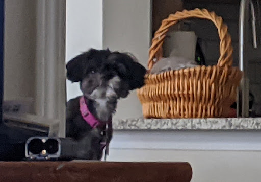 Pet Supply Store «PetSmart», reviews and photos, 3101 Market Center Drive, Morrisville, NC 27560, USA