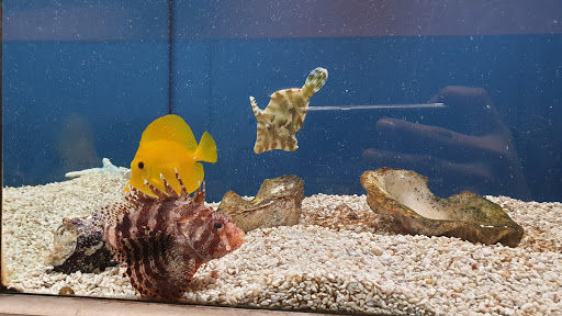 Tropical Fish Store «C K Fish World», reviews and photos, 410 N Azusa Ave, West Covina, CA 91791, USA